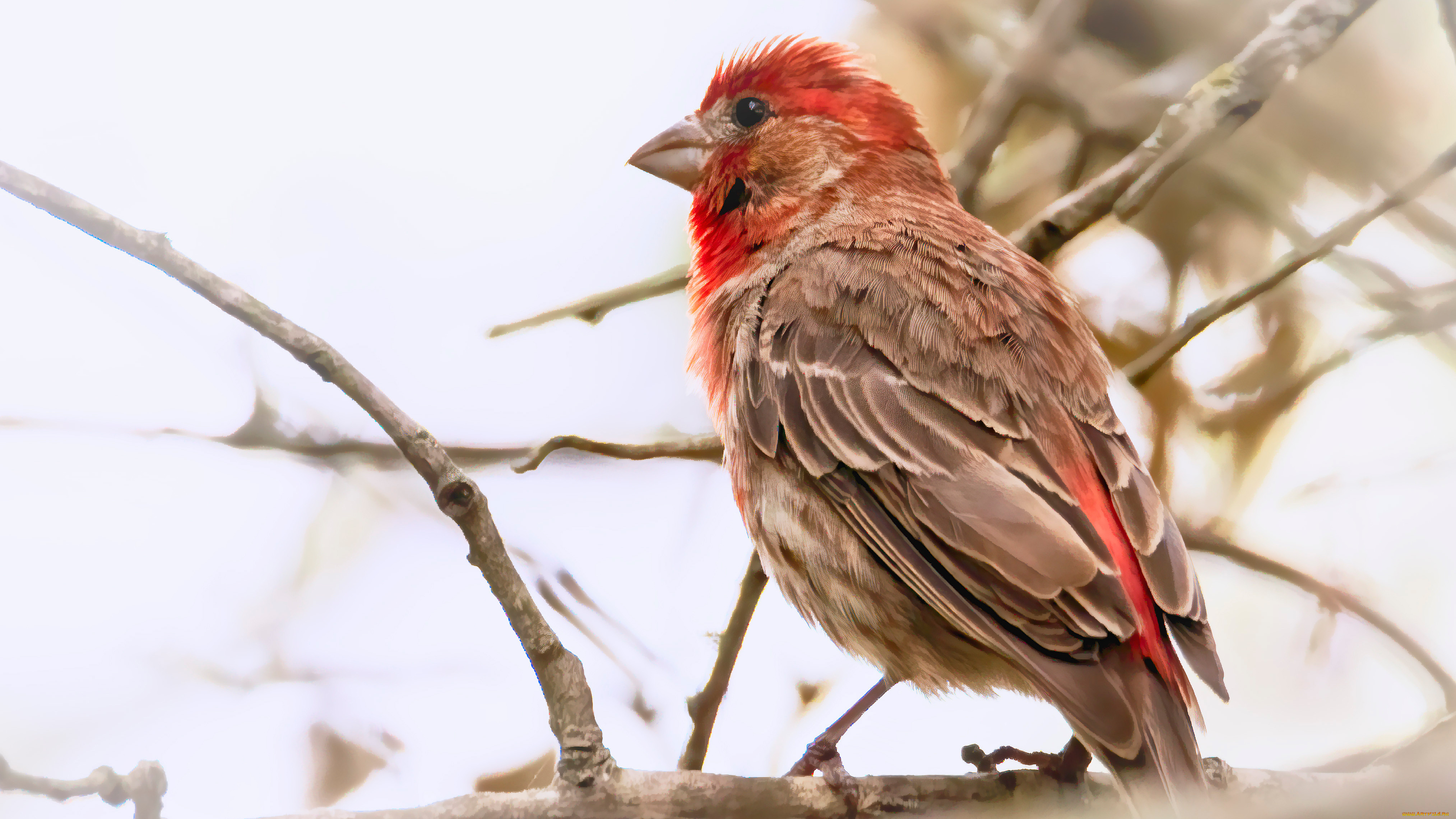 , , , , house, finch